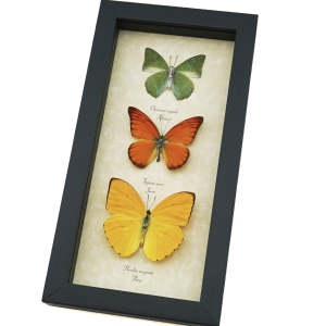 Citrus Collection Lemon Lime Orange Butterflies Framed Butterfly Taxidermy Display