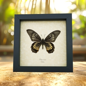 Black Gothic Skull Butterfly Chilasa veiovis verso Framed Taxidermy Display