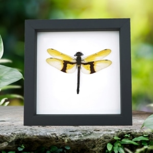 Rare Golden Dragonfly Chlorogomphus magnificus Real Framed Taxidermy Classic Black Display