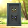 Graphium weiskei Butterfly Pair Purple Spotted Swallowtail Butterflies Framed Moonlight Display