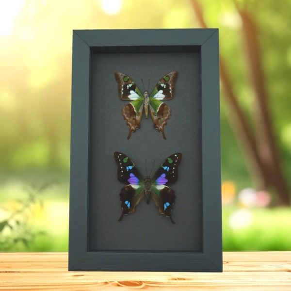 Graphium weiskei Butterfly Pair Purple Spotted Swallowtail Butterflies Framed Moonlight Display