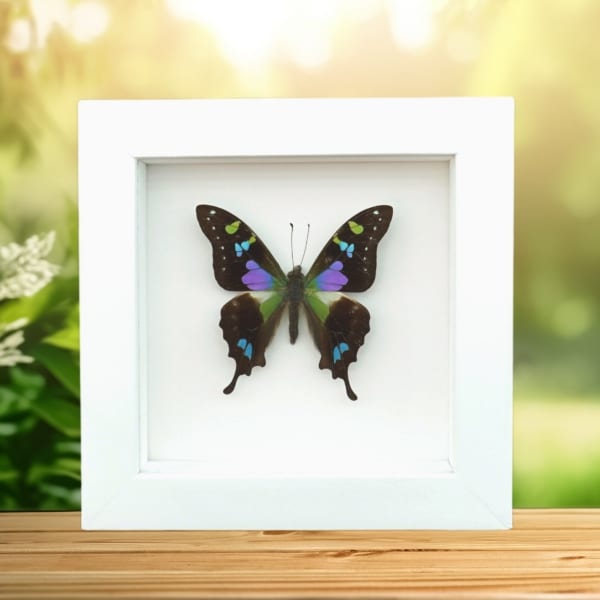 Framed Graphium Weiskei Butterfly Purple Spotted Swallowtail Taxidermy Vibrant White Display