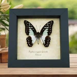 Graphium eurypylus lycaonides Butterfly Pale Green Triangle Framed Taxidermy Display
