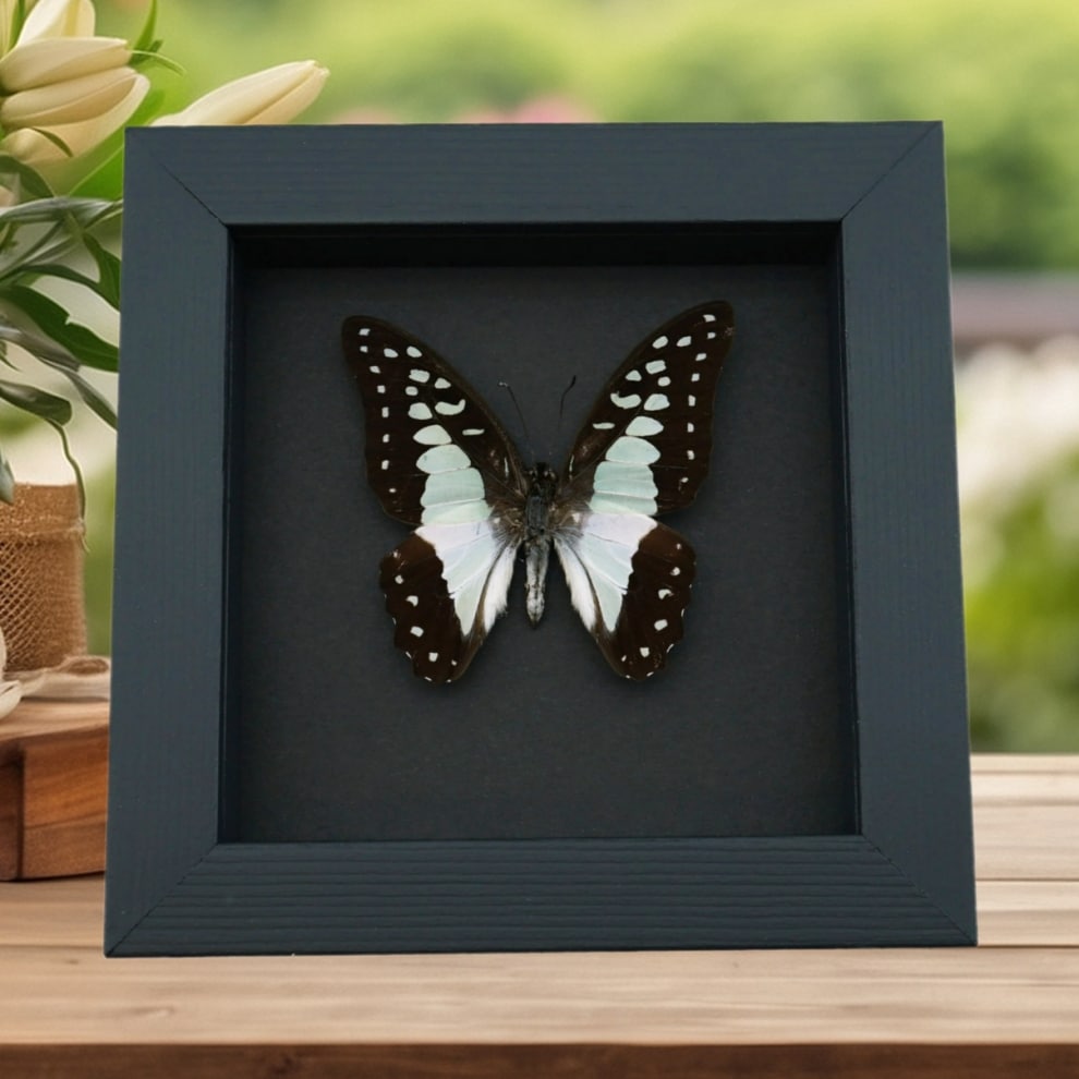 Graphium eurypylus lycaonides Butterfly Pale Green Triangle Framed Taxidermy Moonlight Display Graphium eurypylus lycaonides Butterfly Pale Green Triangle Framed Taxidermy Moonlight Display