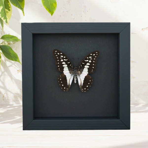 Graphium Doson Common Jay Butterfly Framed Taxidermy Moonlight Display Graphium Doson Common Jay Butterfly Framed Taxidermy Moonlight Display