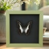 Graphium Doson Common Jay Butterfly Framed Taxidermy Sage Green Display