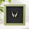 Graphium Doson Common Jay Butterfly Framed Taxidermy Sage Green Display