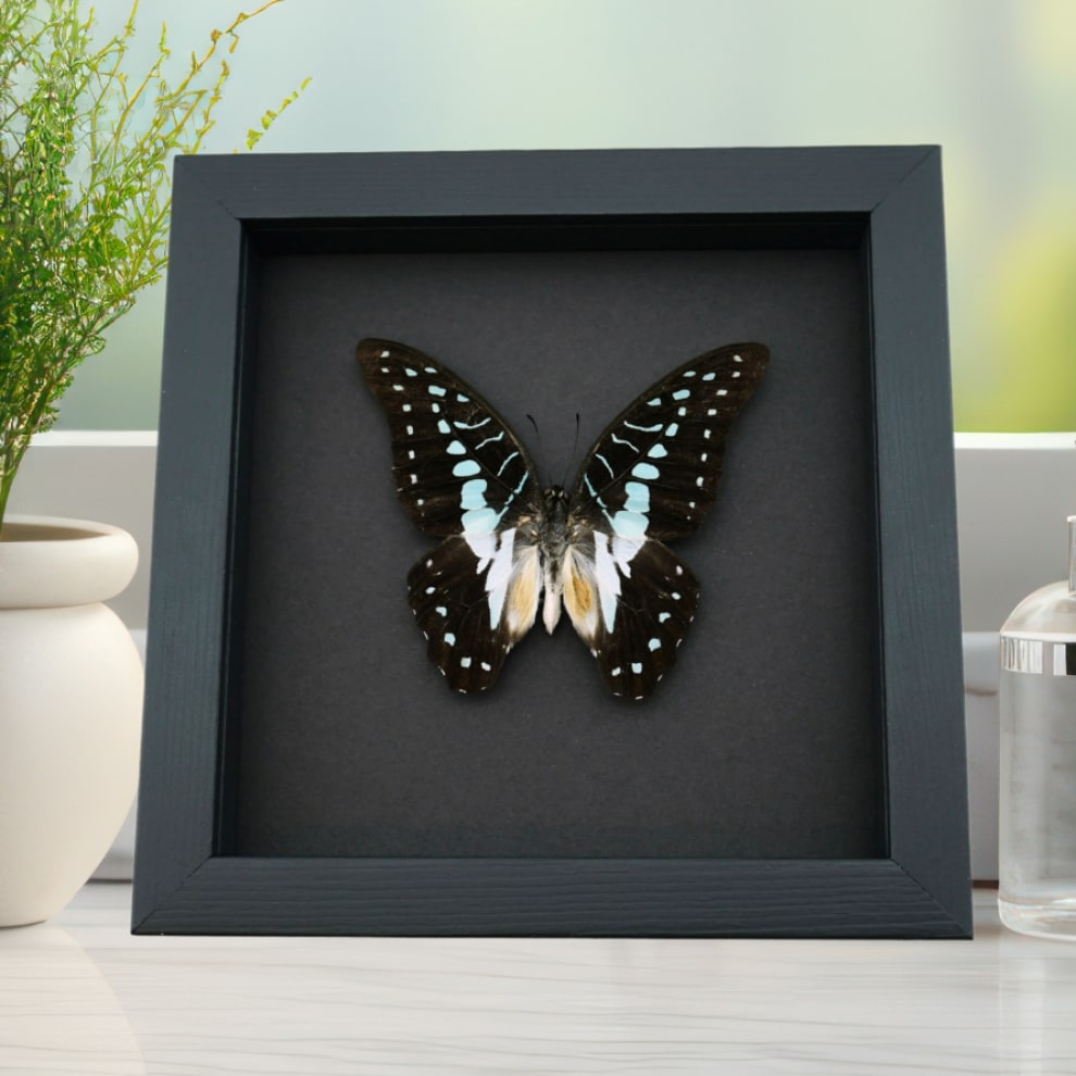 Graphium eurypylus pamphylus Butterfly Pale Green Triangle Framed Taxidermy Moonlight Display