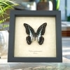 Graphium eurypylus pamphylus Butterfly Pale Green Triangle Framed Taxidermy Display