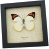 Great Orange Tip Hebomoia glaucippe Butterfly Framed Taxidermy Display