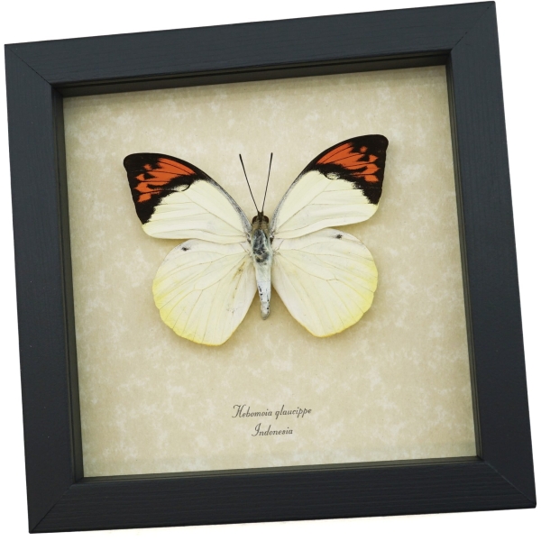 Great Orange Tip Hebomoia glaucippe Butterfly Framed Taxidermy Display