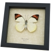 Great Orange Tip Hebomoia glaucippe Butterfly Framed Taxidermy Display