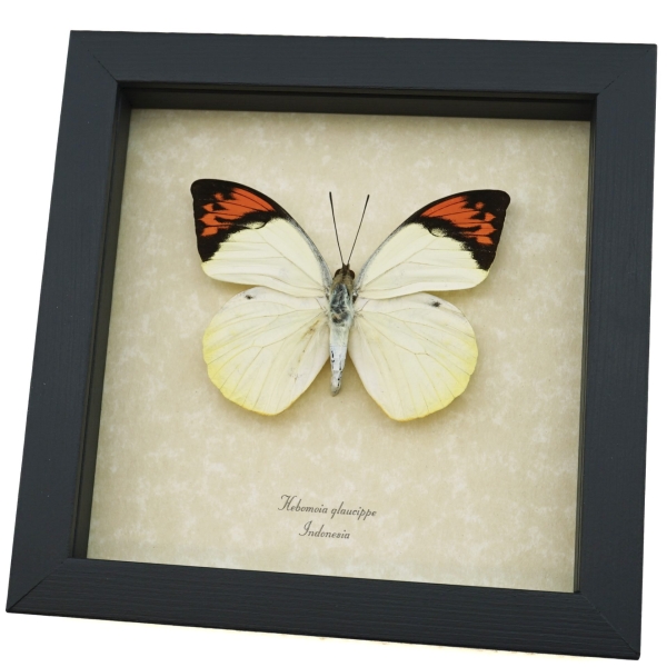 Great Orange Tip Hebomoia glaucippe Butterfly Framed Taxidermy Display