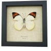 Great Orange Tip Hebomoia glaucippe Butterfly Framed Taxidermy Display