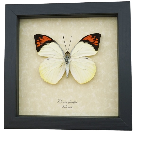 Great Orange Tip Hebomoia glaucippe Butterfly Framed Taxidermy Display