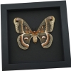 Hyalophora cecropia Female Moth Real Framed Taxidermy Moonlight Display