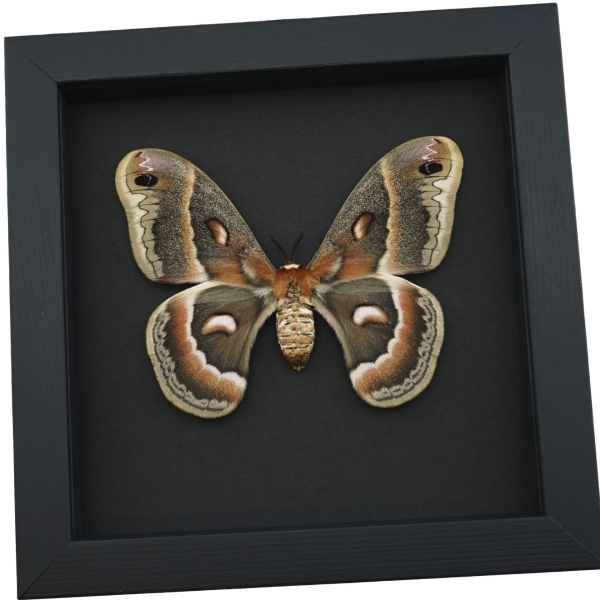 Hyalophora cecropia Female Moth Real Framed Taxidermy Moonlight Display