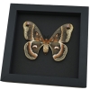Hyalophora cecropia Female Moth Real Framed Taxidermy Moonlight Display