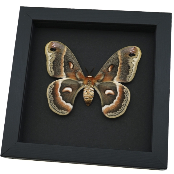 Hyalophora cecropia Female Moth Real Framed Taxidermy Moonlight Display
