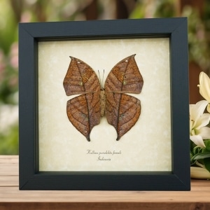 Rare Leafwing Mimic Butterfly Kallima paralekta verso Female Framed Taxidermy Display