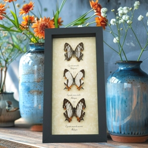 Cyrestis Map Butterfly Collection Real Framed Mapwing Butterflies Taxidermy Display