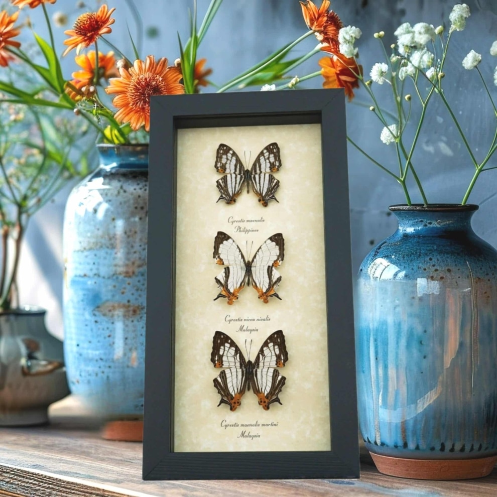 Cyrestis Map Butterfly Collection Real Framed Mapwing Butterflies Taxidermy Display Cyrestis Map Butterfly Collection Real Framed Mapwing Butterflies Taxidermy Display