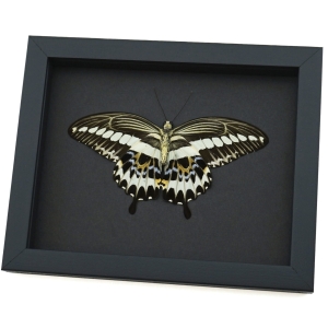Resting Gothic Butterfly Papilio gigon verso Colorful Swallowtail Framed Taxidermy Moonlight Display