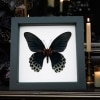 Framed Black Butterfly Papilio Memnon verso Great Mormon Taxidermy Classic Black Display
