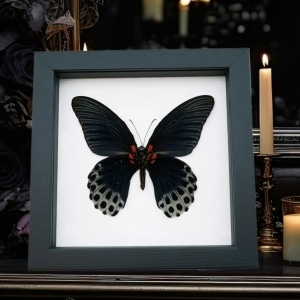 Framed Black Butterfly Papilio Memnon verso Great Mormon Taxidermy Classic Black Display