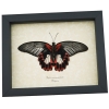 Resting Scarlet Mormon Butterfly Papilio rumanzovia Female Verso Framed Gothic Taxidermy Display
