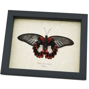 Resting Scarlet Mormon Butterfly Papilio rumanzovia Female Verso Framed Gothic Taxidermy Display