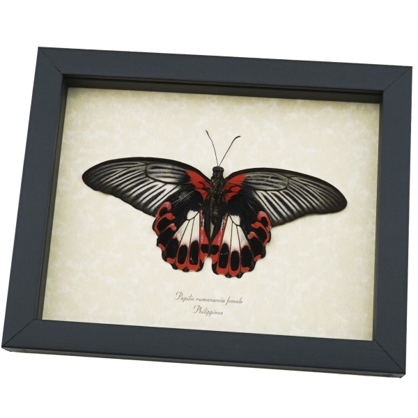 Resting Scarlet Mormon Butterfly Papilio rumanzovia Female Verso Framed Gothic Taxidermy Display