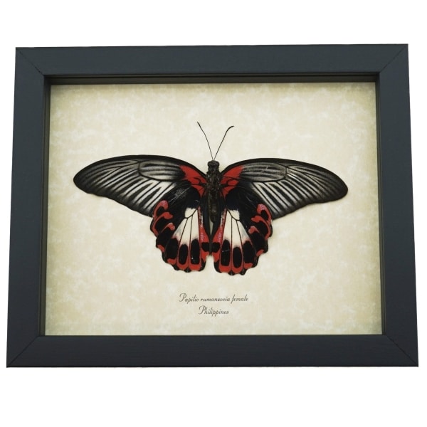 Resting Scarlet Mormon Butterfly Papilio rumanzovia Female Verso Framed Gothic Taxidermy Display