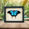 Resting Blue Mountain Swallowtail Butterfly Papilio ulysses Framed Taxidermy Display