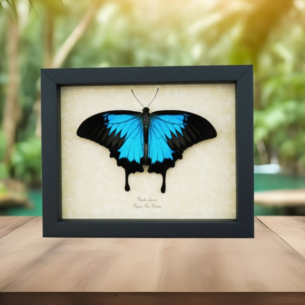 Resting Blue Mountain Swallowtail Butterfly Papilio ulysses Framed Taxidermy Display