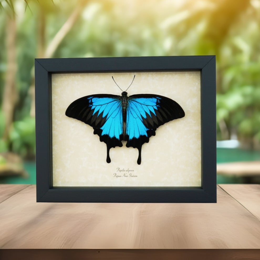 Resting Blue Mountain Swallowtail Butterfly Papilio ulysses Framed Taxidermy Display