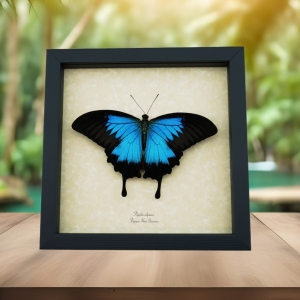 Resting Blue Mountain Swallowtail Butterfly Papilio ulysses xl Framed Taxidermy Display