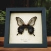 Black Gothic Butterfly Papilio Lowi suffusus Female Framed Taxidermy Display
