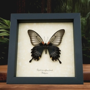 Black Gothic Butterfly Papilio Lowi suffusus Female Framed Taxidermy Display