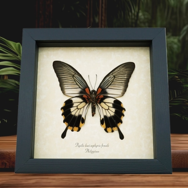 Papilio Lowi Zephyria Female Verso Framed Butterfly Taxidermy Display