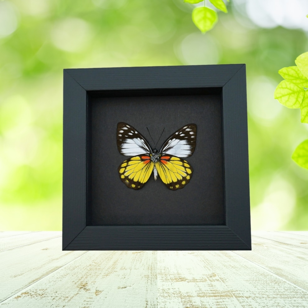 Prioneris autothisbe verso Yellow Orange Butterfly Framed Taxidermy Moonlight Display Prioneris autothisbe verso Yellow Orange Butterfly Framed Taxidermy Moonlight Display