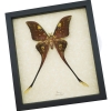Actias isis xl sulawesi Moon Moth Framed Taxidermy Display