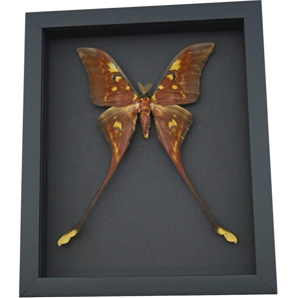 Actias isis sulawesi Moon Moth Framed Taxidermy Moonlight Display