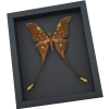 Actias isis sulawesi Moon Moth Framed Taxidermy Moonlight Display