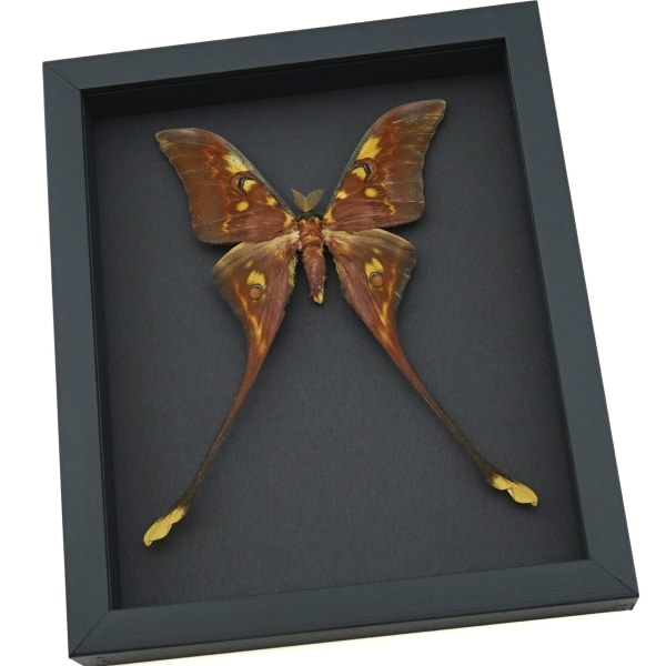 Actias isis sulawesi Moon Moth Framed Taxidermy Moonlight Display