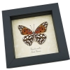 Agraulis vanillae verso Gulf Fritillary Passion Butterfly Framed Taxidermy Display