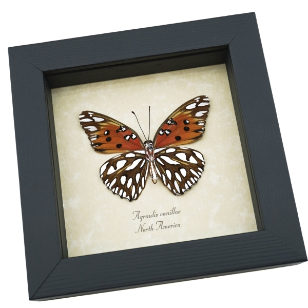 Agraulis vanillae verso Gulf Fritillary Passion Butterfly Framed Taxidermy Display