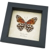 Agraulis vanillae verso Gulf Fritillary Passion Butterfly Framed Taxidermy Display