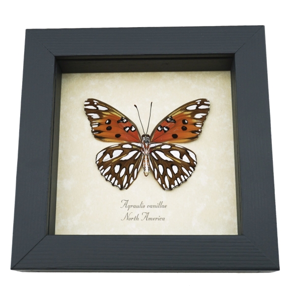 Agraulis vanillae verso Gulf Fritillary Passion Butterfly Framed Taxidermy Display
