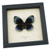 Rare Blue Butterfly Agrias beatifica lachaumei Female Framed Taxidermy Display